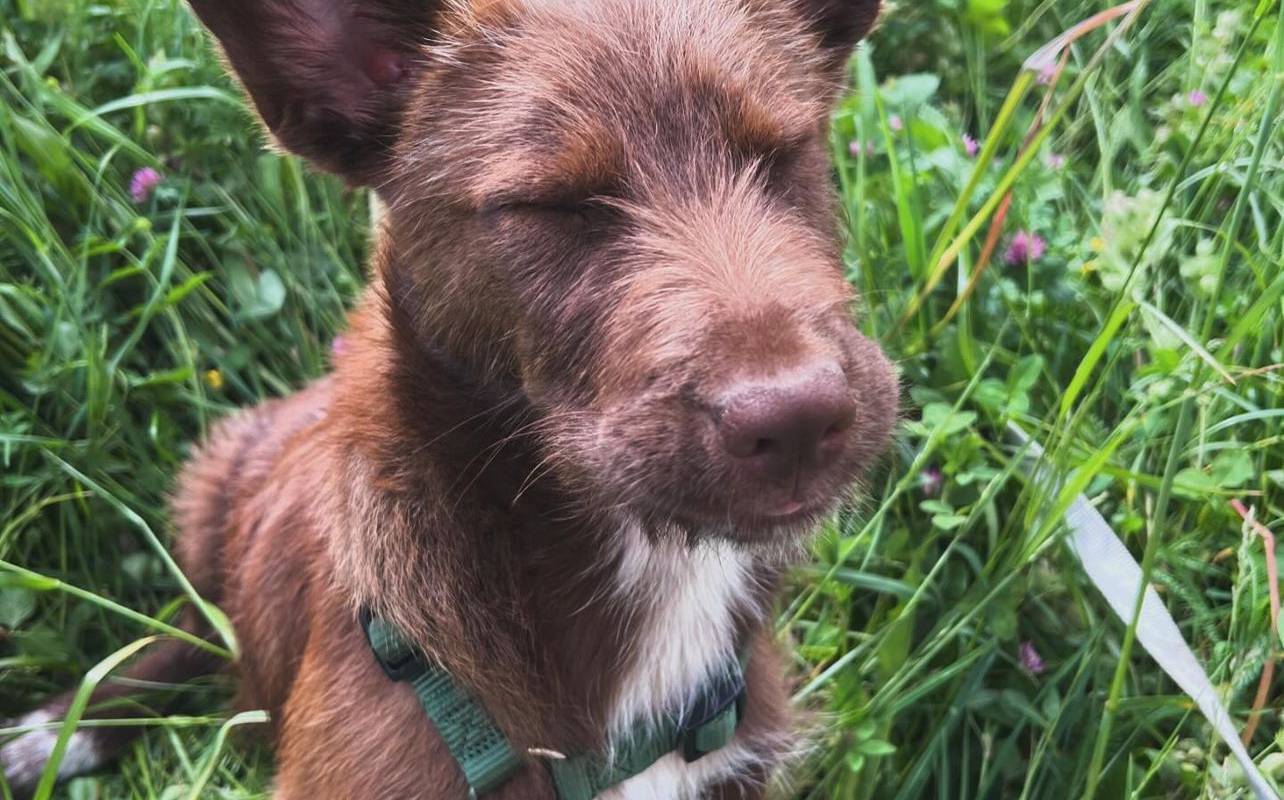 Hofhund Tara vom Karglhof sitzt in der Wiese