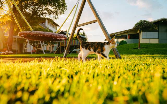 Katze streift durch die Wiese in der Abendsonne