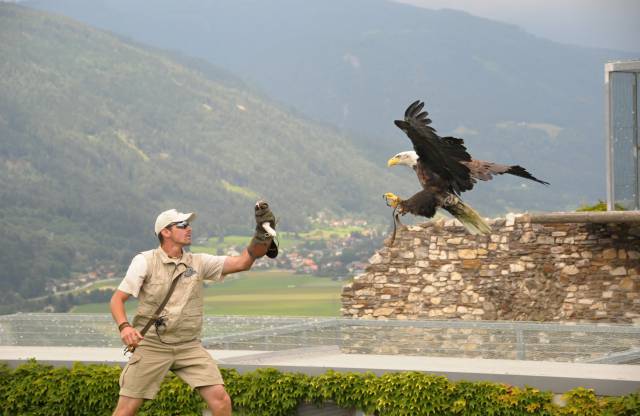Greifvogelschau mit einem Seeadler