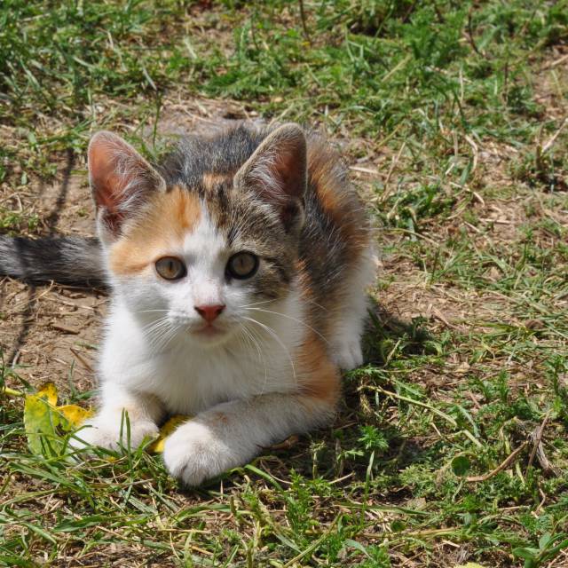Gefleckte Katze liegt im Gras und spielt mit einem Blatt