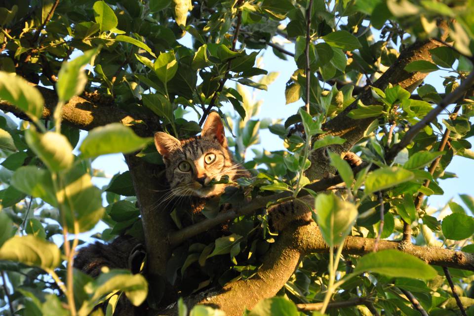 Katze Momo sitzt auf einem Apfelbaum