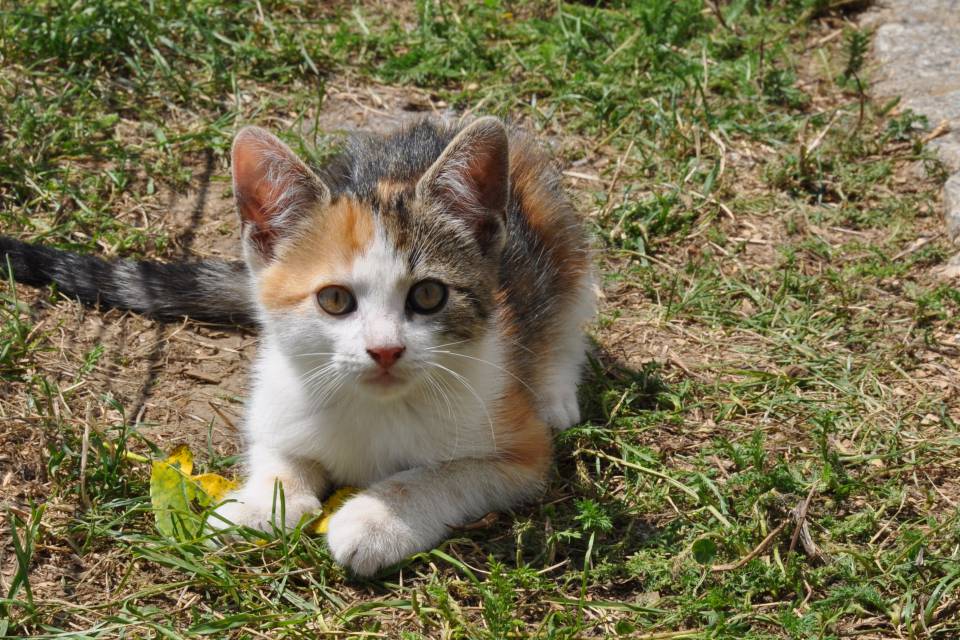 Gefleckte Katze liegt im Gras und spielt mit einem Blatt