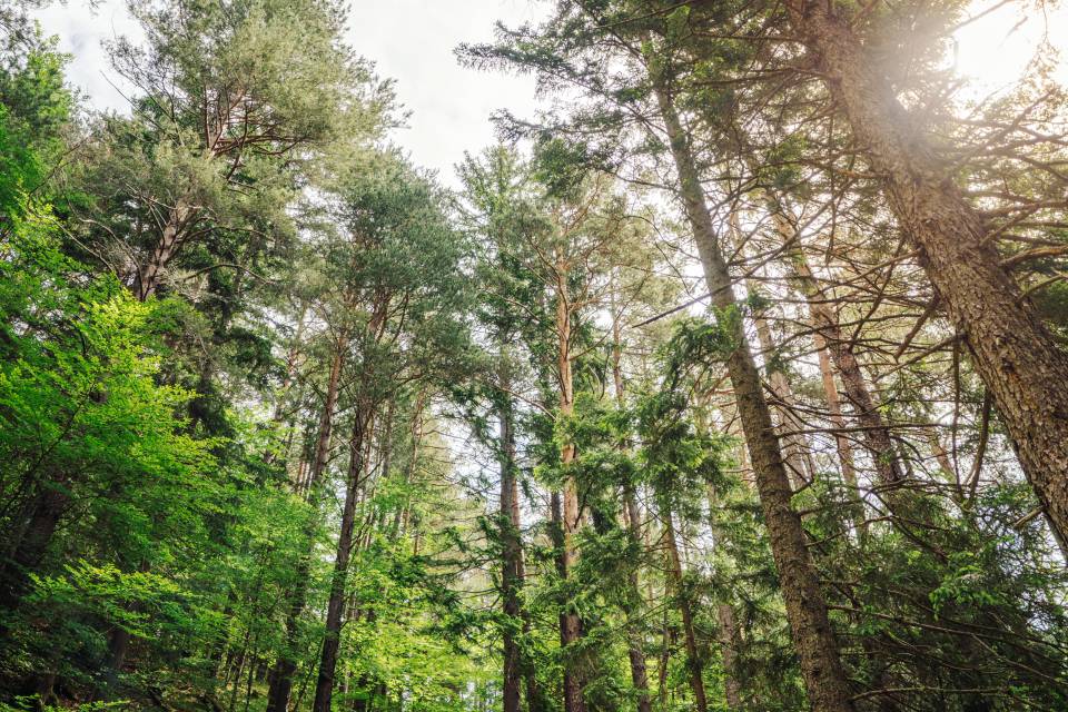 Mountainbiker fährt einen Waldweg entlang