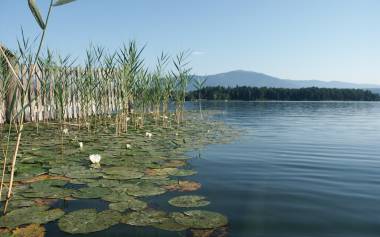 Seerosen Faaker See