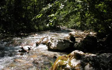 Bach im Wald