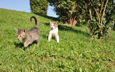 Streichelzoo Baby Katzen Karglhof